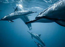 Kaiyun sports-官方:长春喜都签下后卫王天赐、中场徐浩峻萌